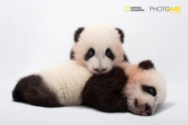 Фотопроект National Geographic Photo Ark in