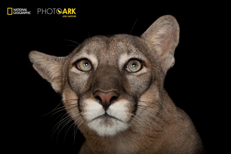 Фотопроект National Geographic Photo Ark in